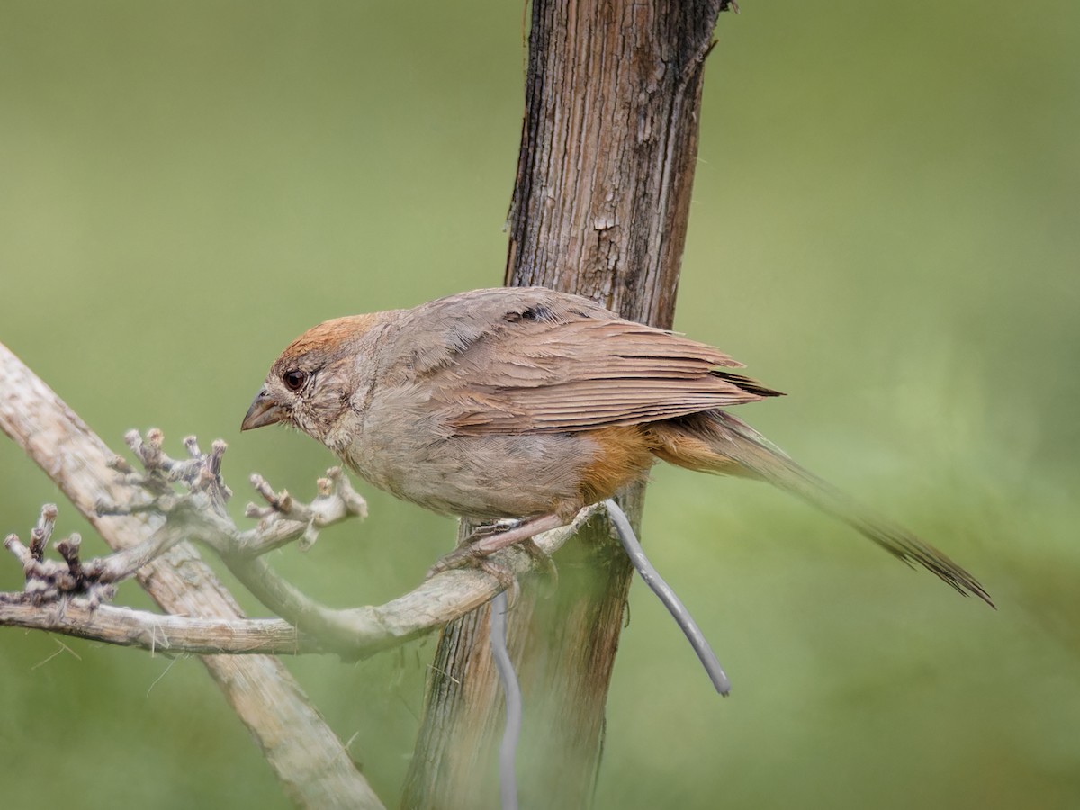 Canyon Towhee - ML620185577