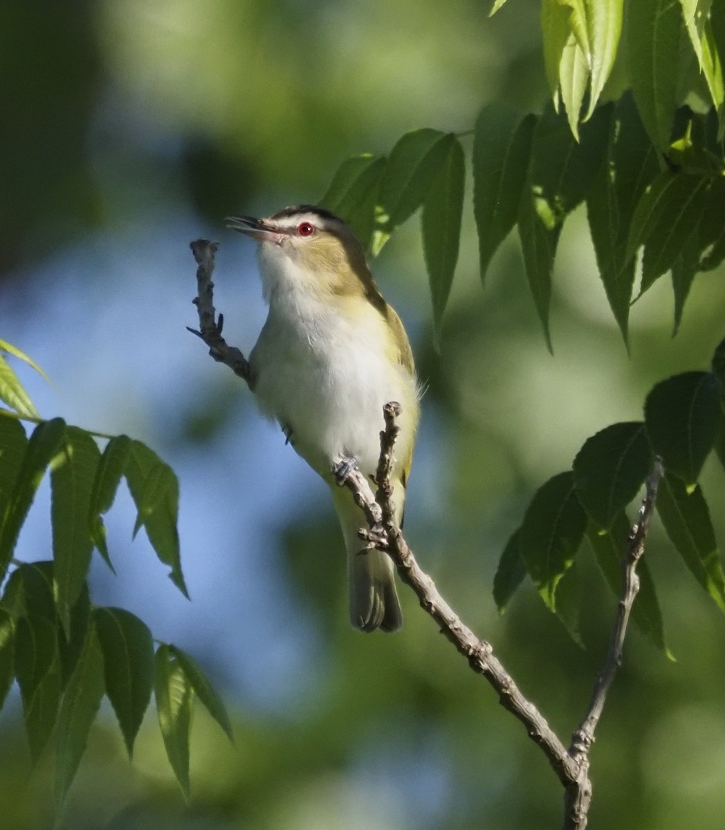 Red-eyed Vireo - ML620185579