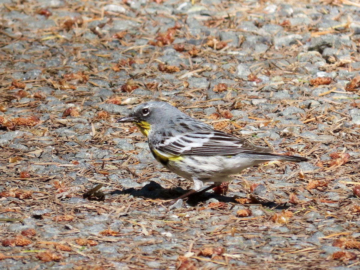 Yellow-rumped Warbler (Audubon's) - ML620185582