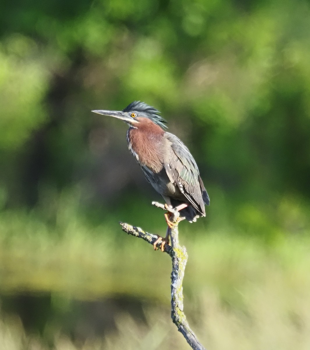 Green Heron - ML620185585