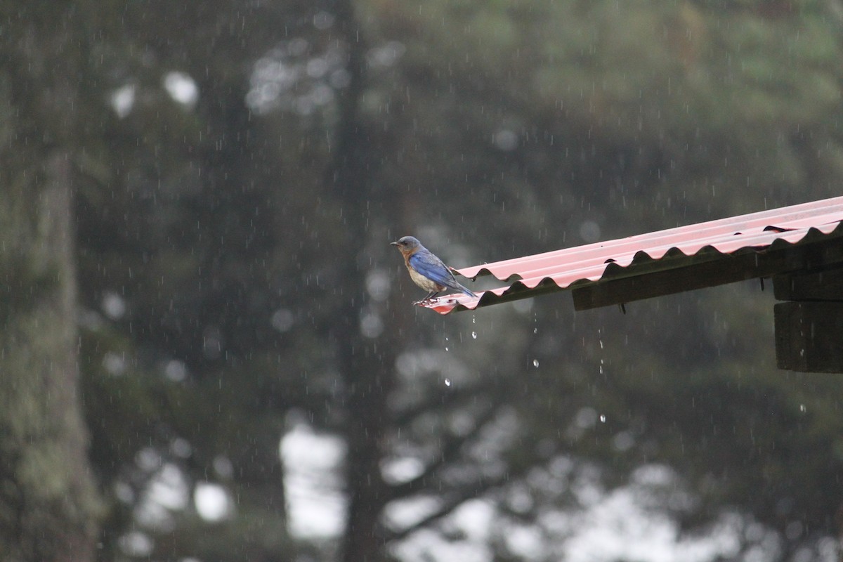 Eastern Bluebird - ML620185592