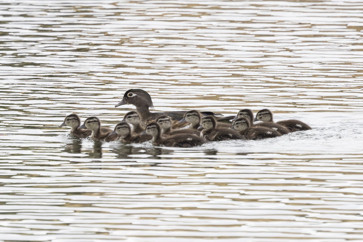 Wood Duck - ML620185596