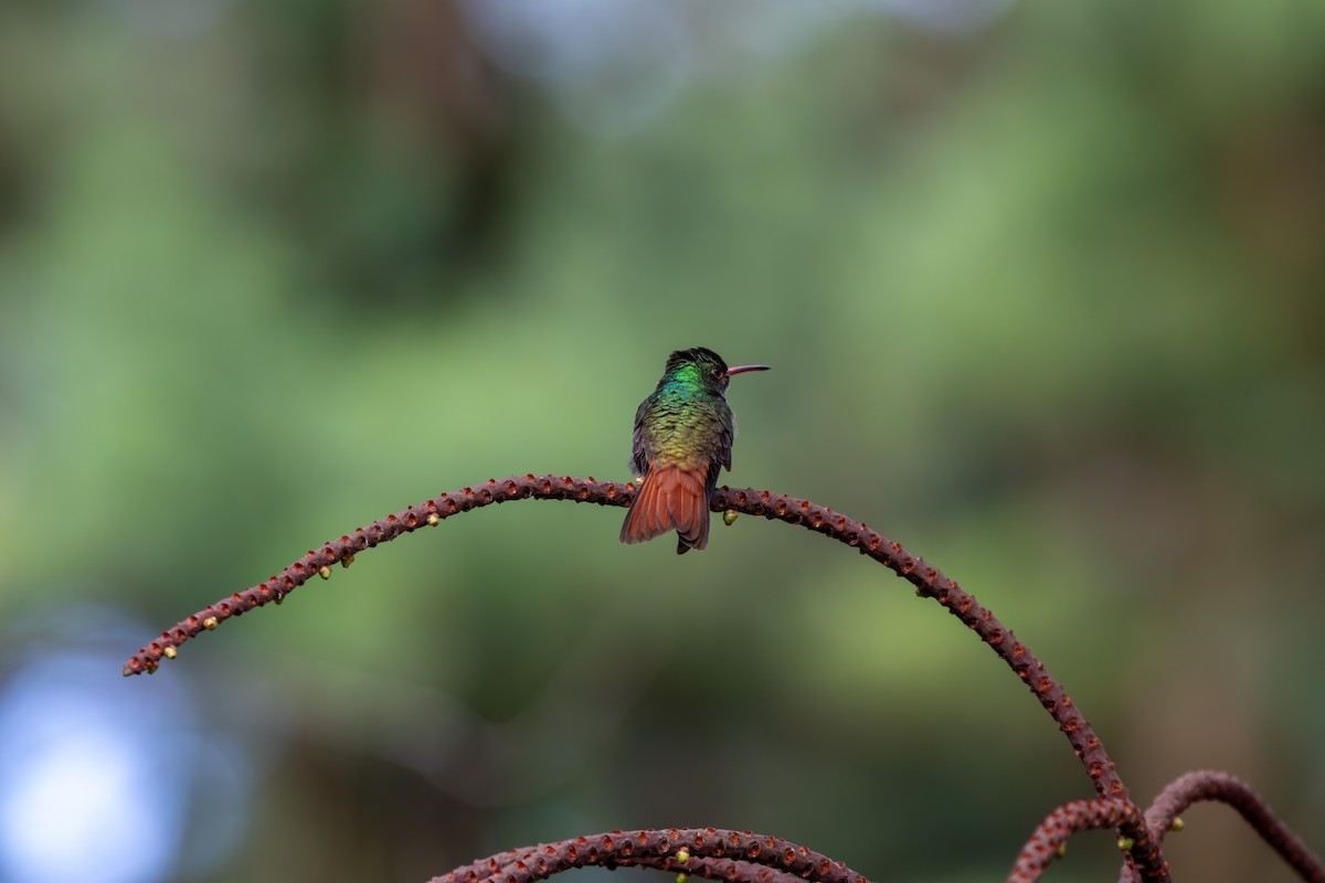 Rufous-tailed Hummingbird - ML620185601