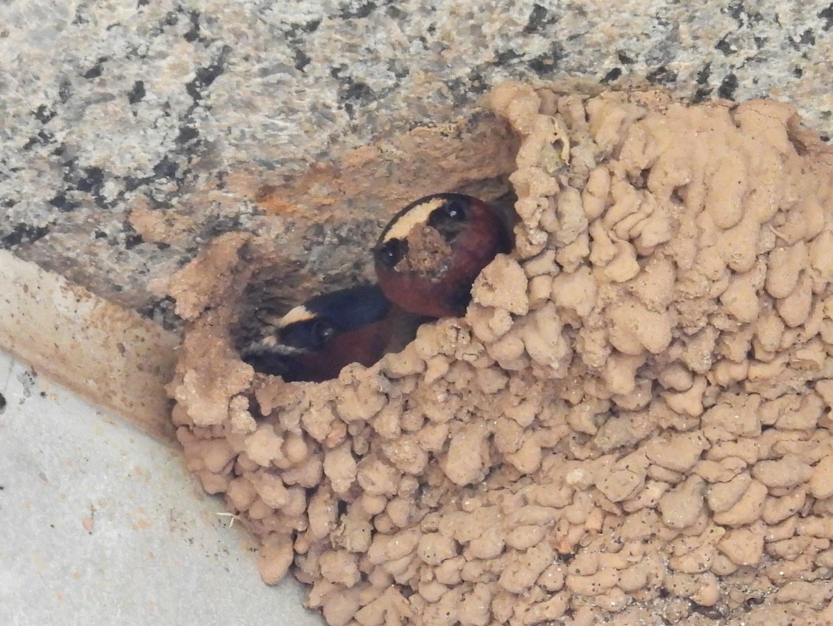 Cliff Swallow - ML620185609