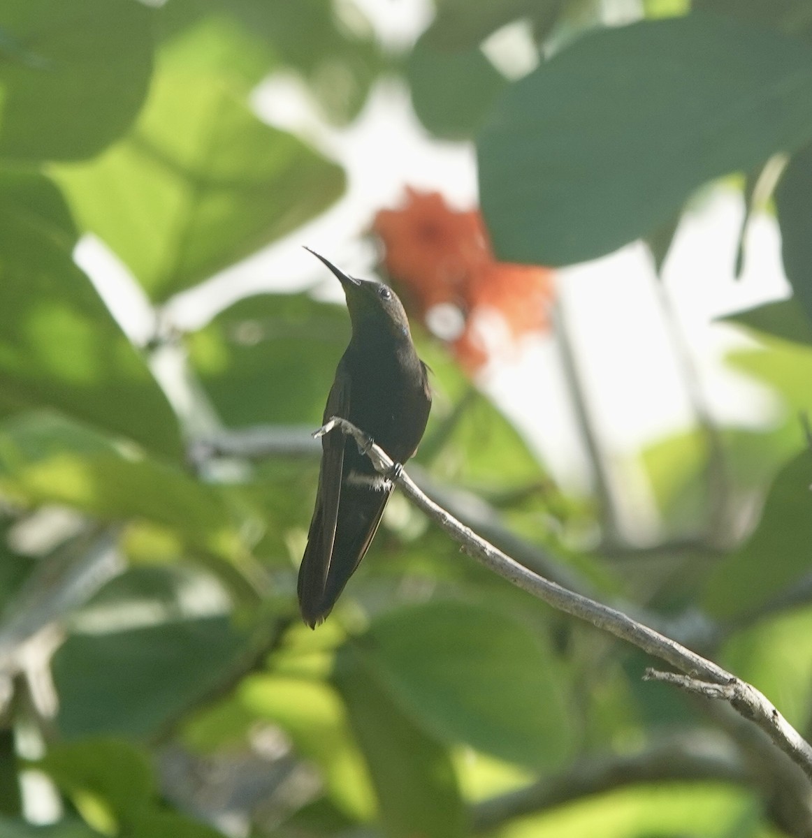 kolibřík hispaniolský - ML620185617