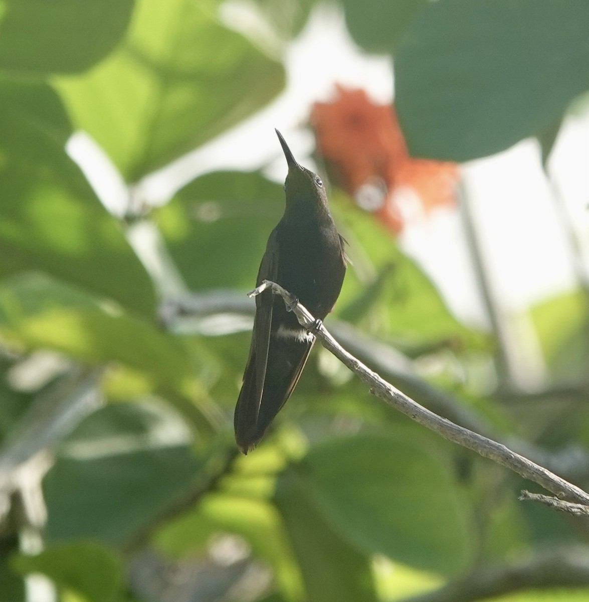 Dominikanermangokolibri - ML620185619