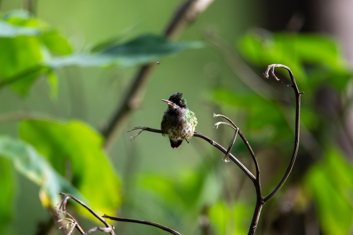 Black-crested Coquette - ML620185623