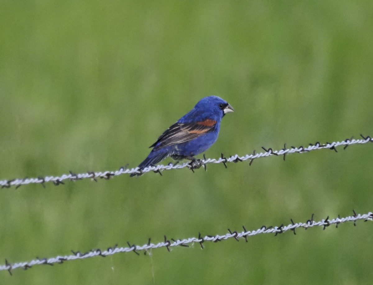 Guiraca bleu - ML620185624