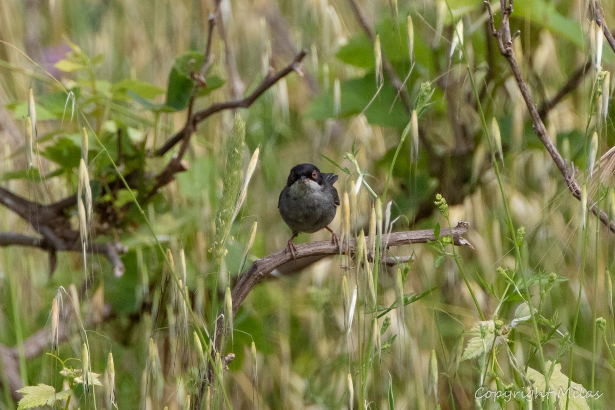 Sardinian Warbler - Milas Santos