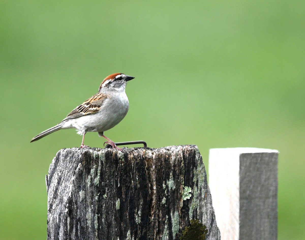 Chipping Sparrow - ML620185636