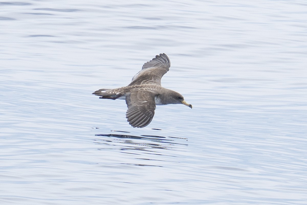 Cory's Shearwater - ML620185642