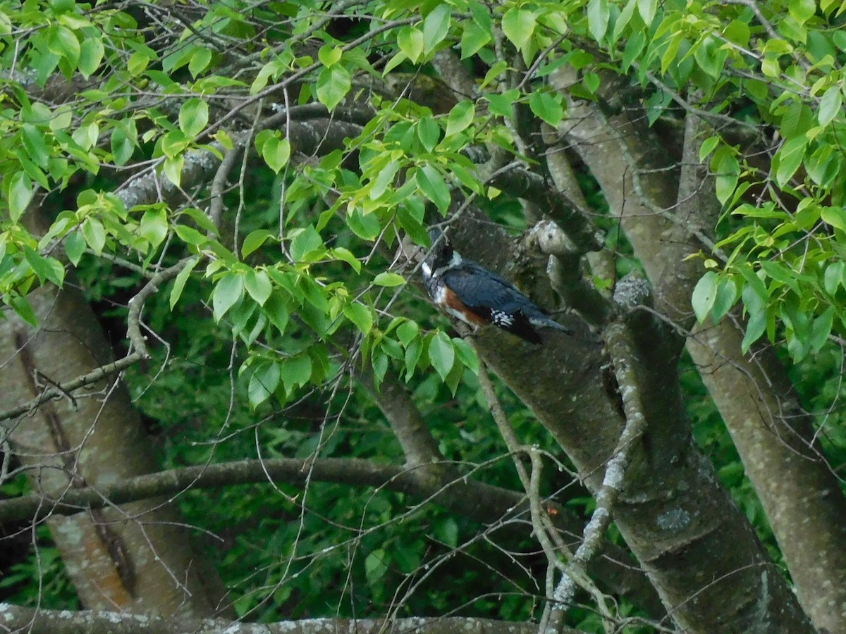 Belted Kingfisher - ML620185652