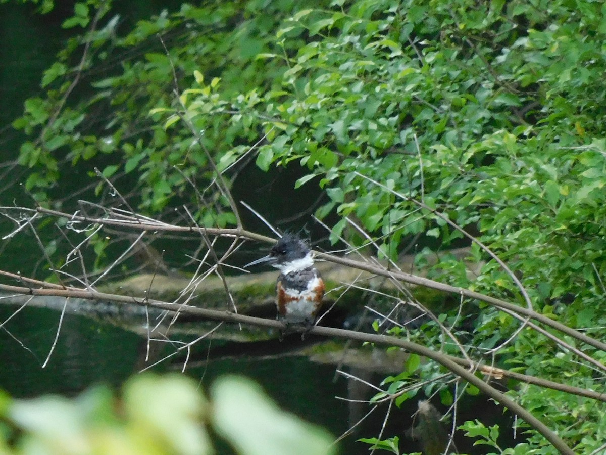 Belted Kingfisher - ML620185653