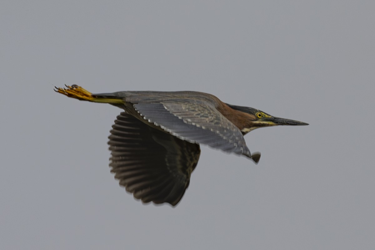 Green Heron - ML620185656