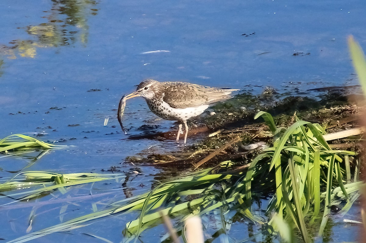 Spotted Sandpiper - ML620185662