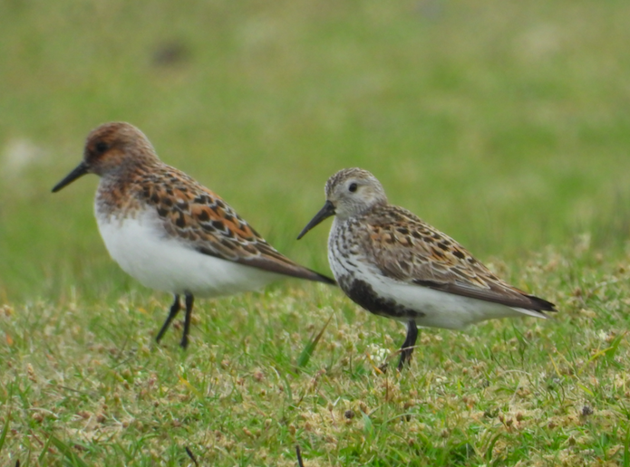 Sanderling - ML620185671