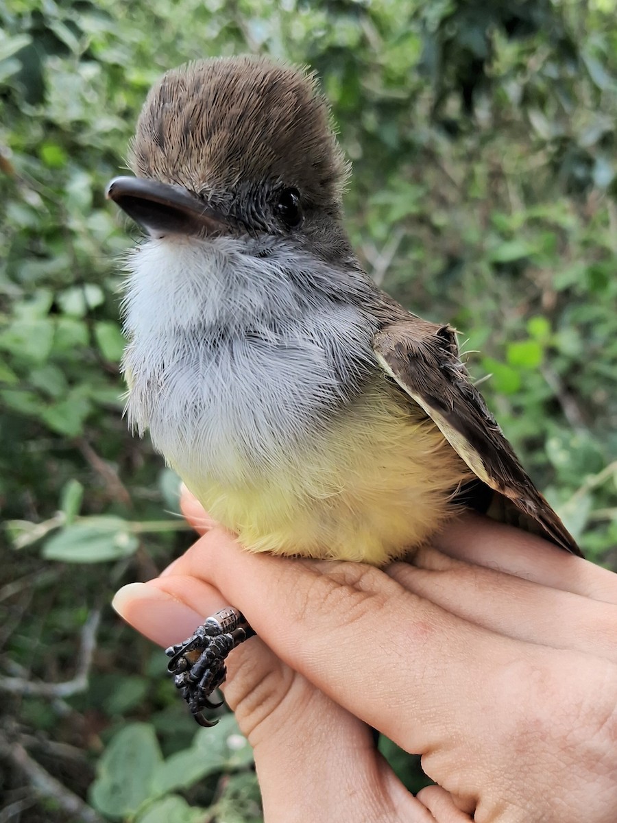 Brown-crested Flycatcher - ML620185681