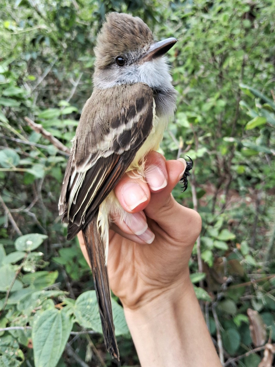 Brown-crested Flycatcher - ML620185683