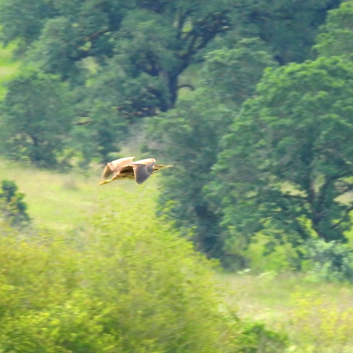 American Bittern - Susan Kirkbride