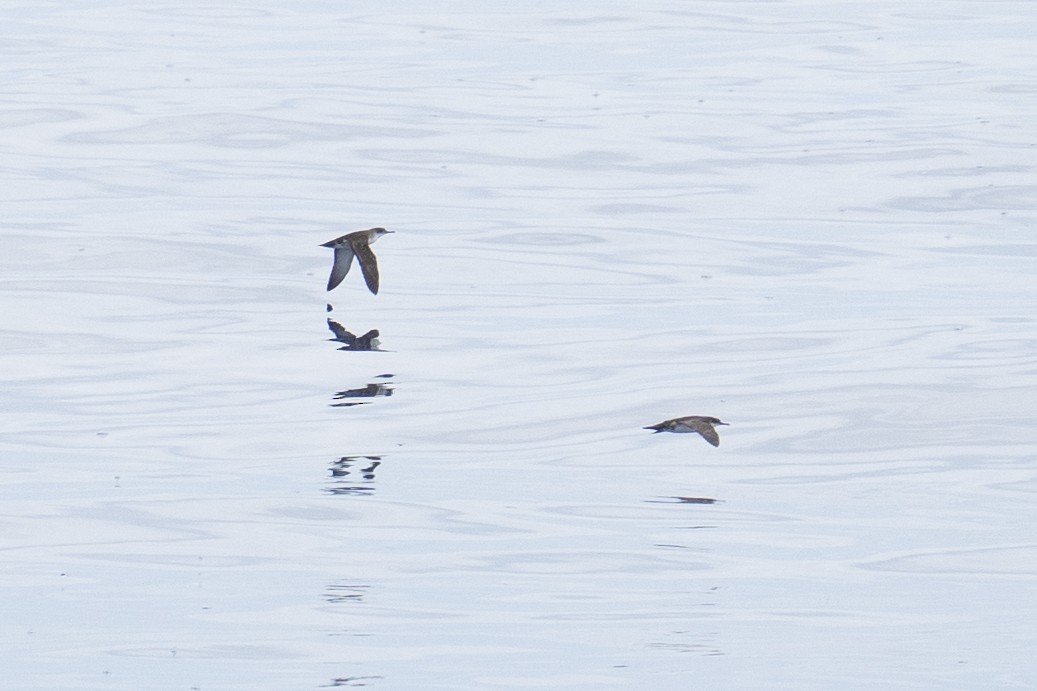 Yelkouan Shearwater - ely what