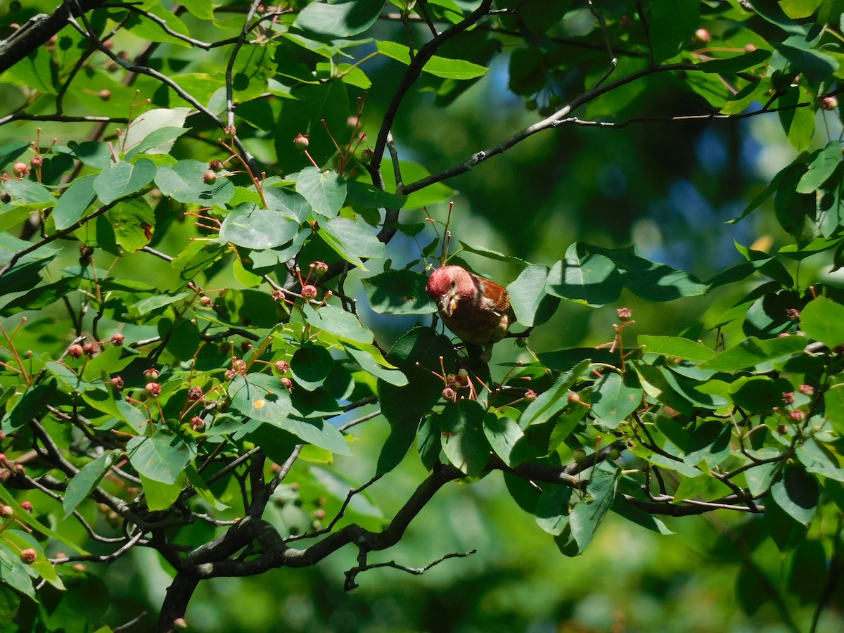 House Finch - ML620185687