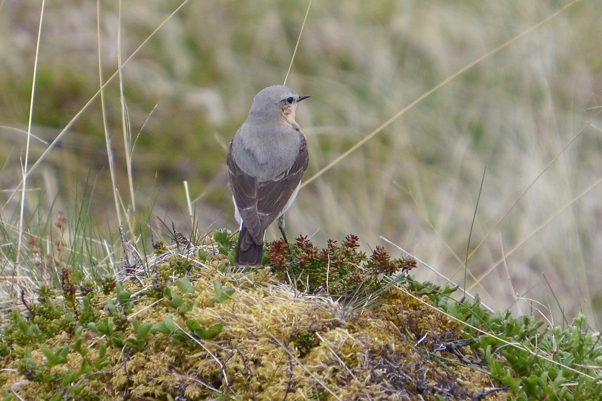 Northern Wheatear - ML620185688