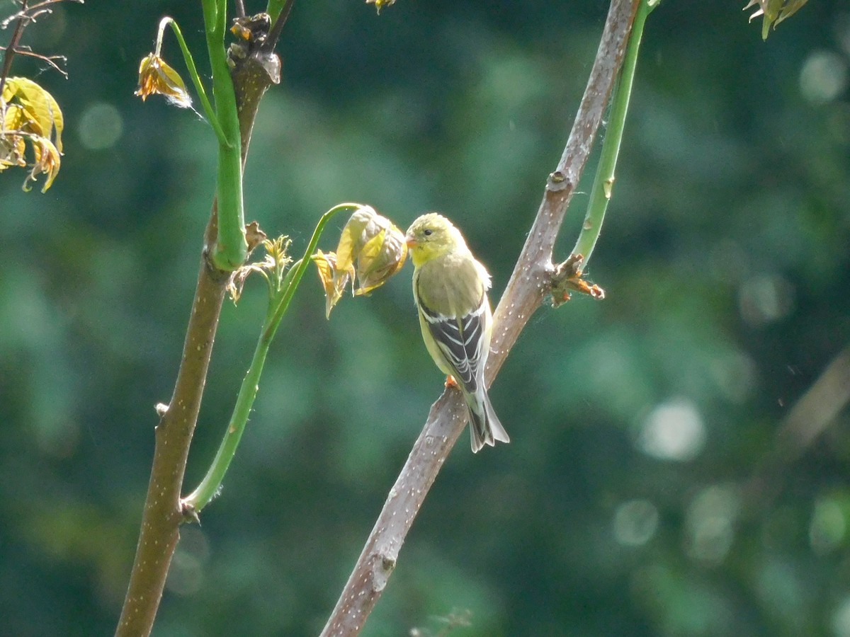 American Goldfinch - ML620185693