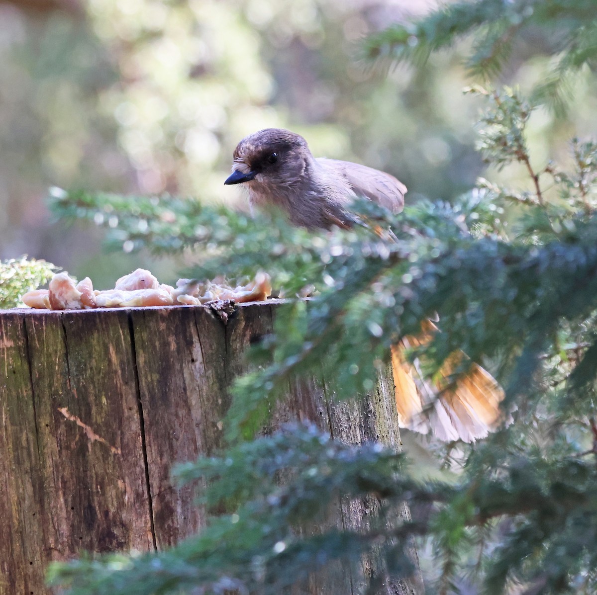 Siberian Jay - ML620185698