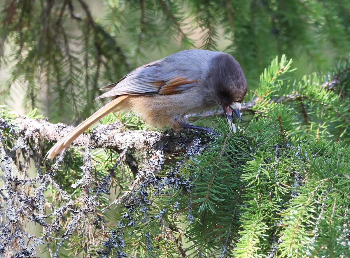 Siberian Jay - ML620185699