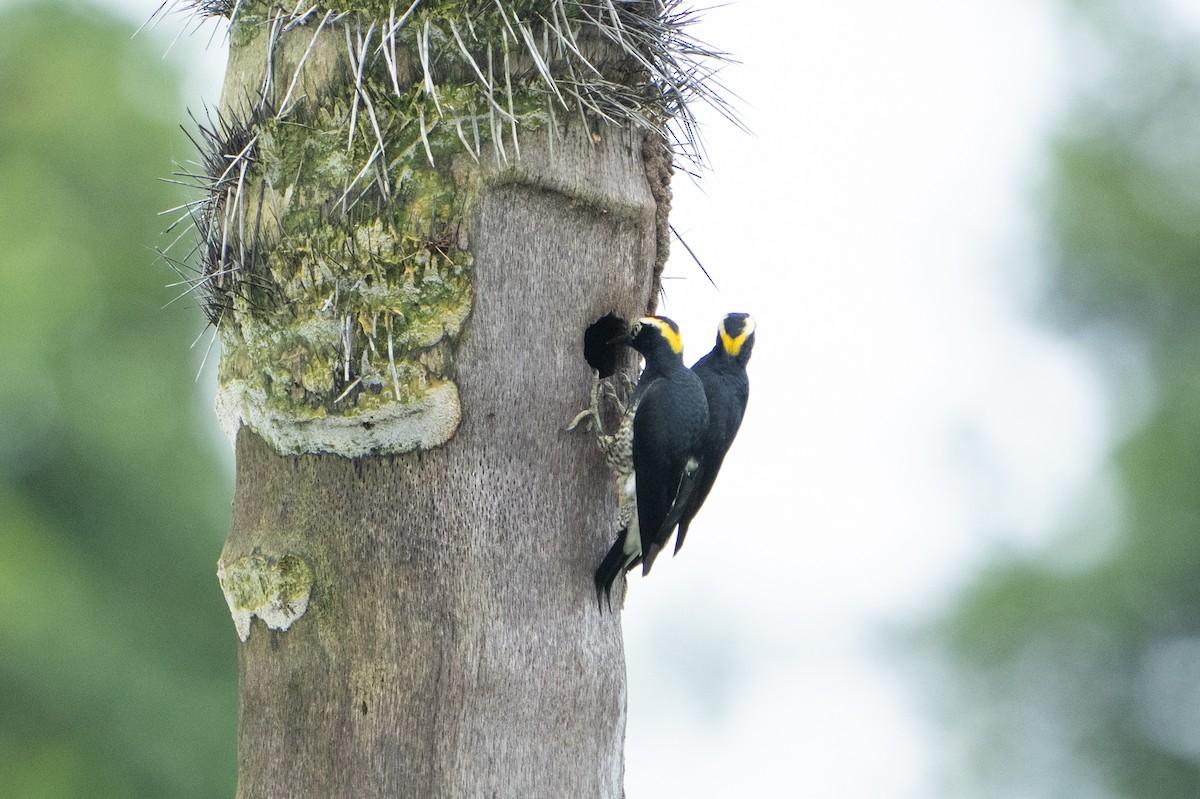 Yellow-tufted Woodpecker - ML620185701