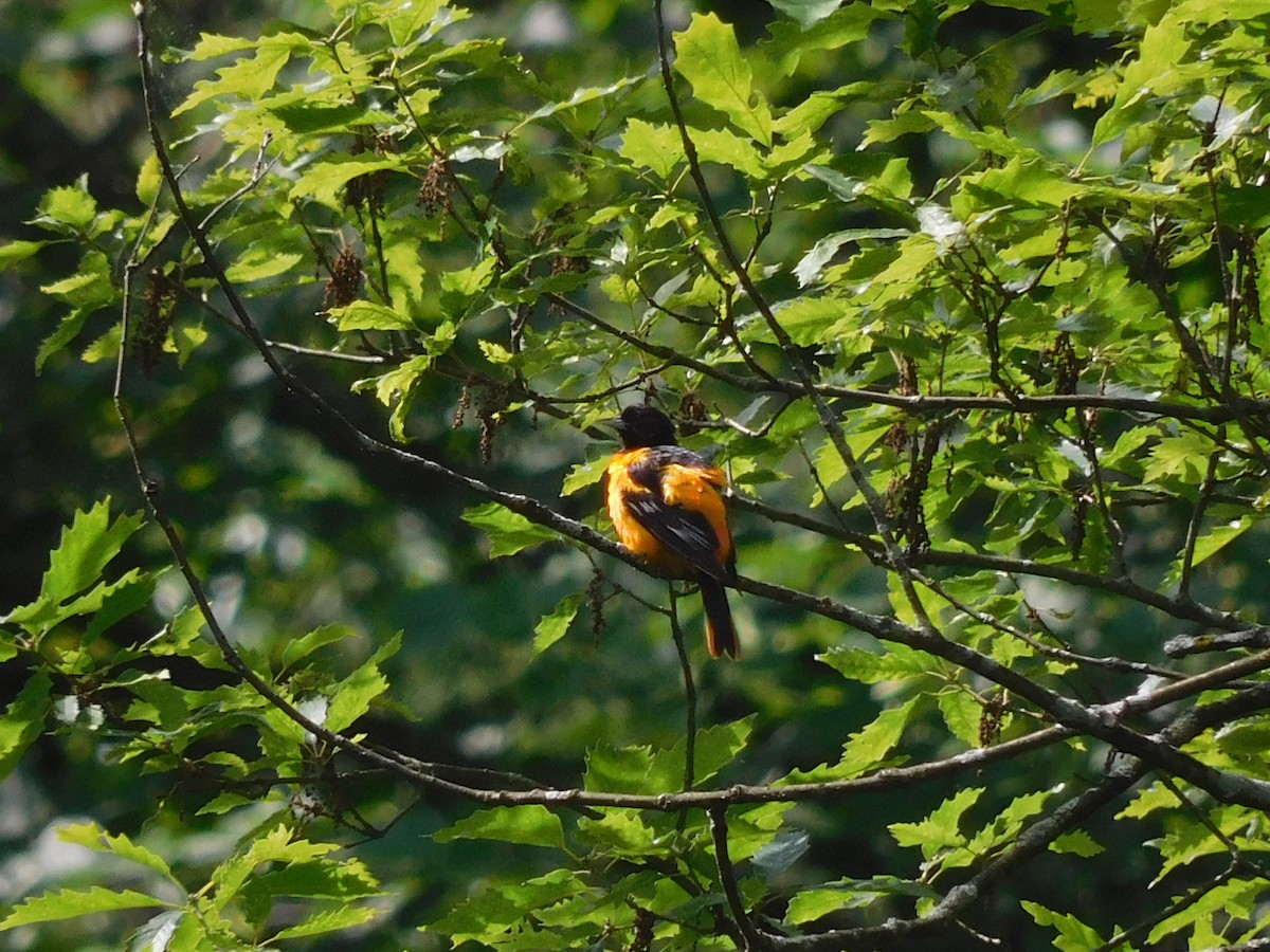 Baltimore Oriole - ML620185705