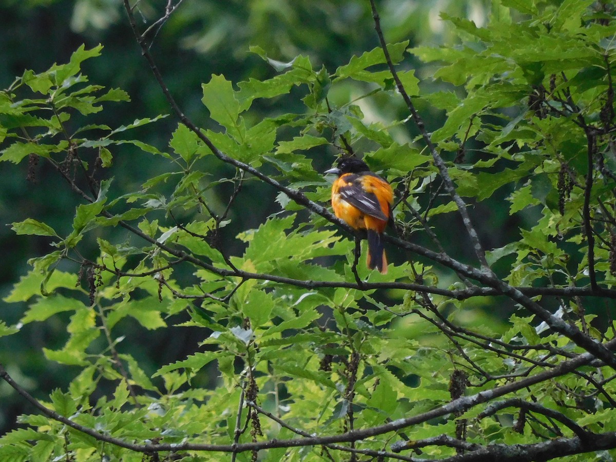 Baltimore Oriole - ML620185706