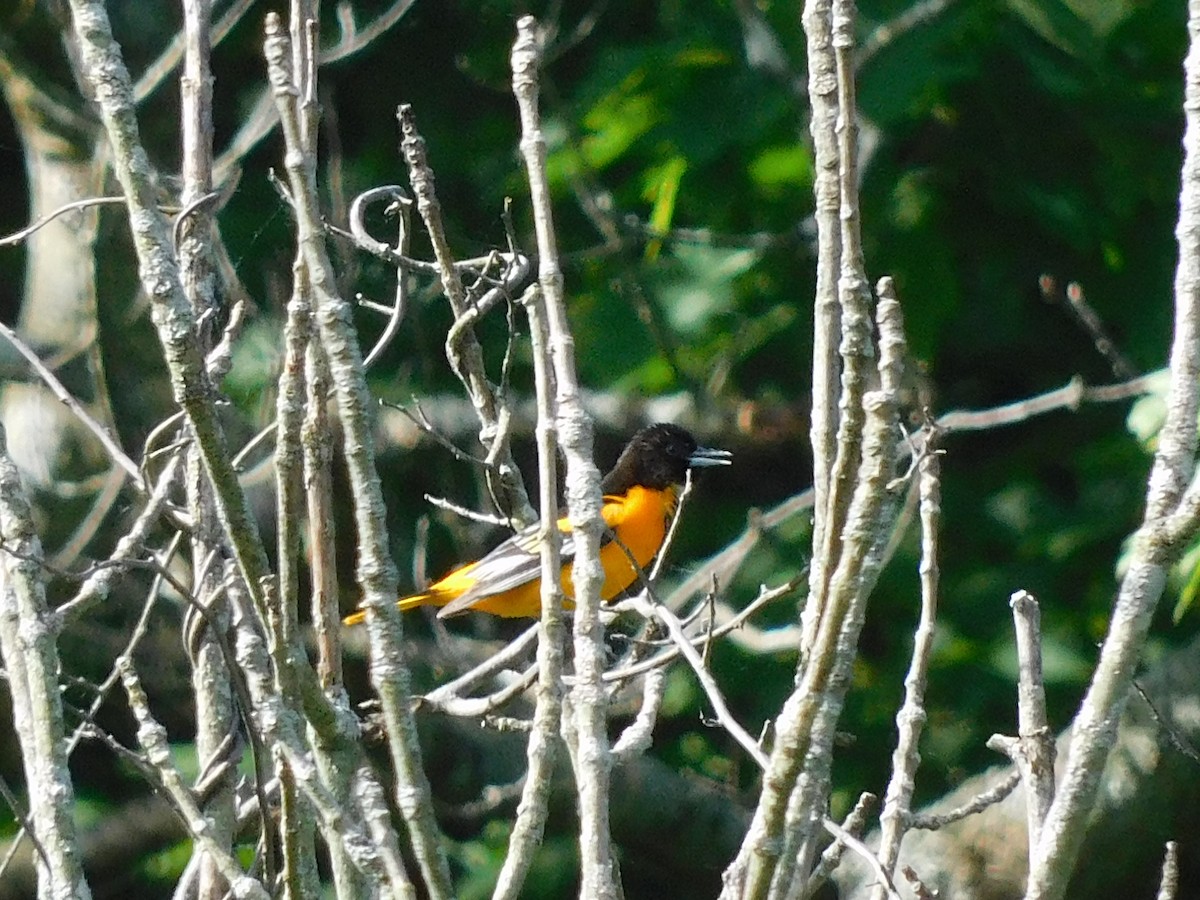 Baltimore Oriole - ML620185707