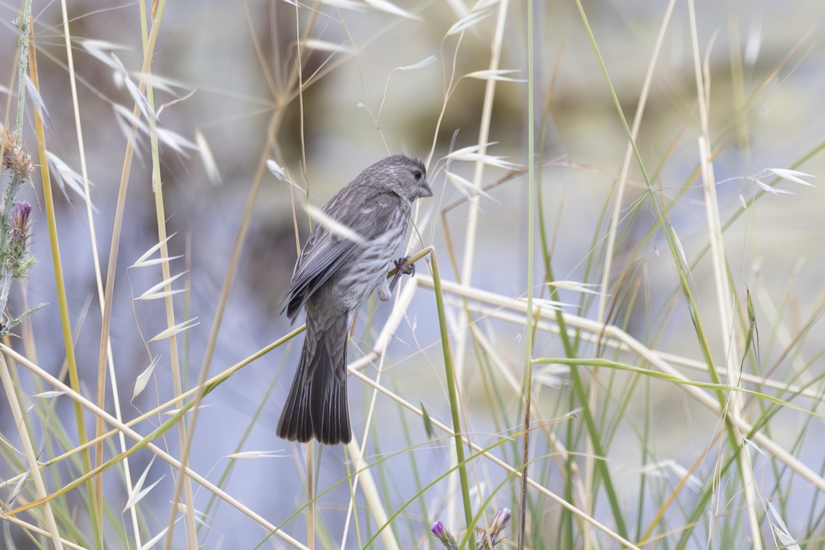 House Finch - ML620185741