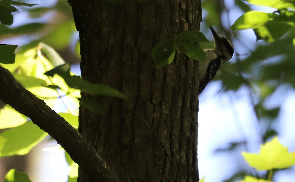 Hairy Woodpecker (Eastern) - ML620185745