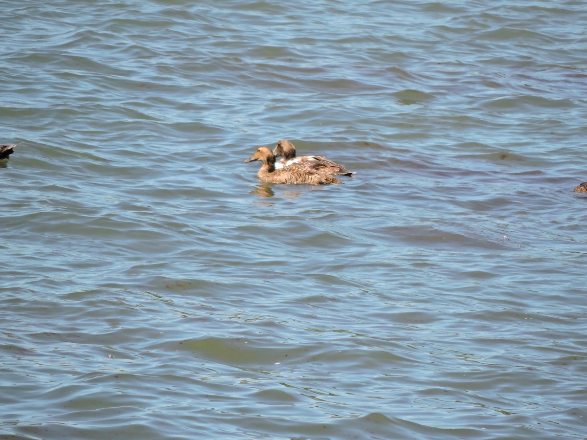 Common Eider - ML620185746