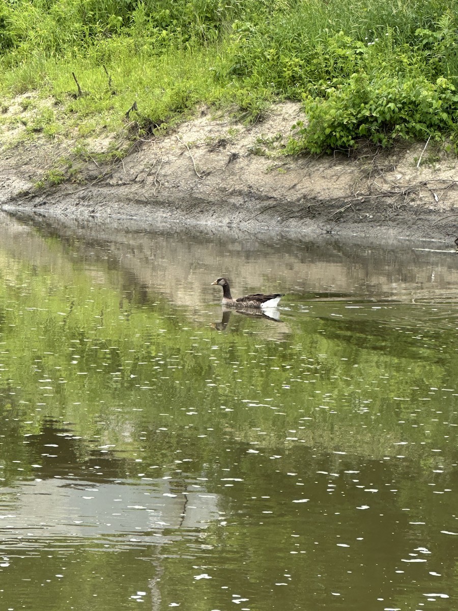 Graylag Goose (Domestic type) - ML620185747