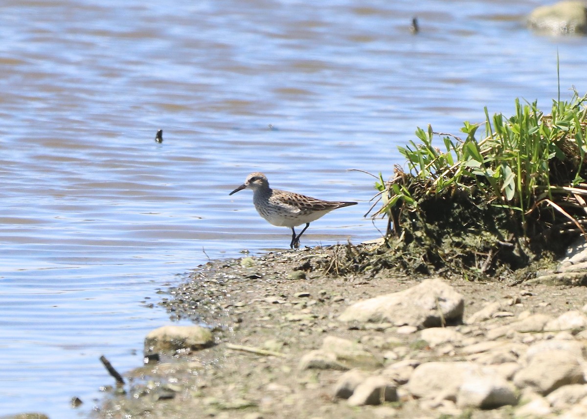 Weißbürzel-Strandläufer - ML620185748