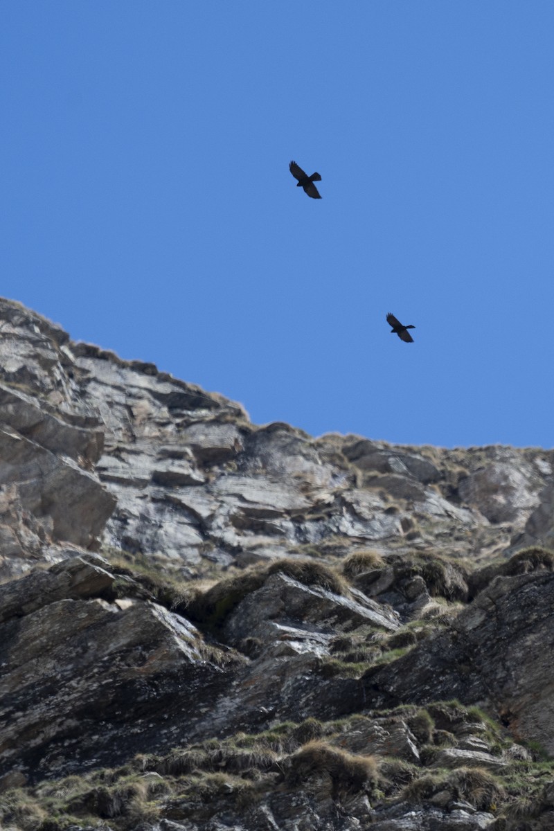 Yellow-billed Chough - ML620185749