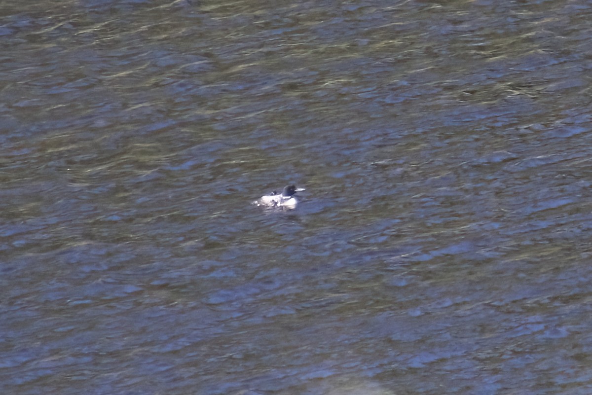 Common Loon - ML620185751