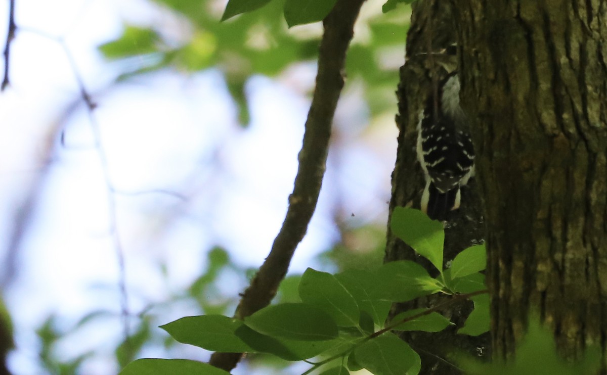 Hairy Woodpecker (Eastern) - ML620185752