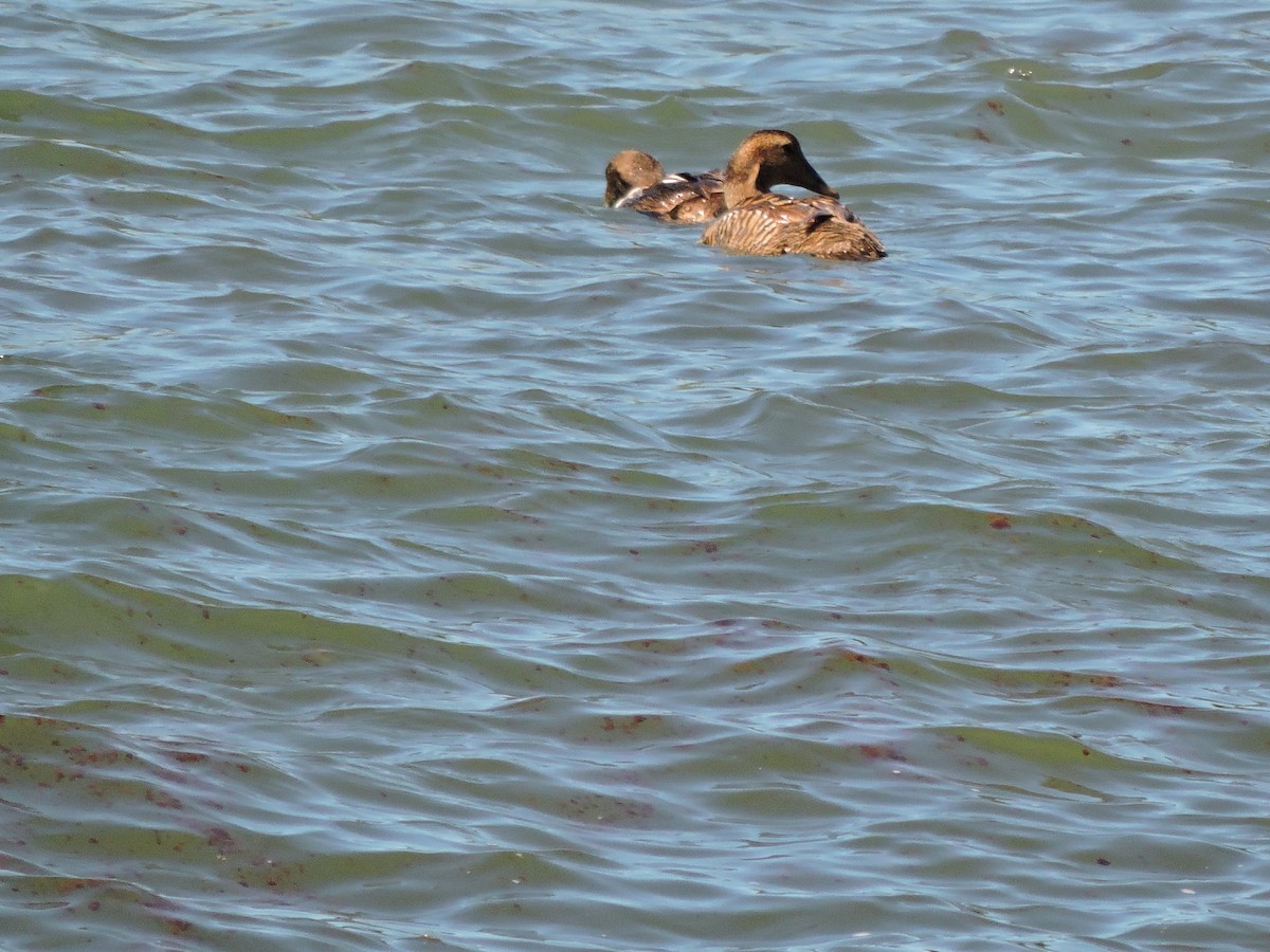 Common Eider - ML620185753