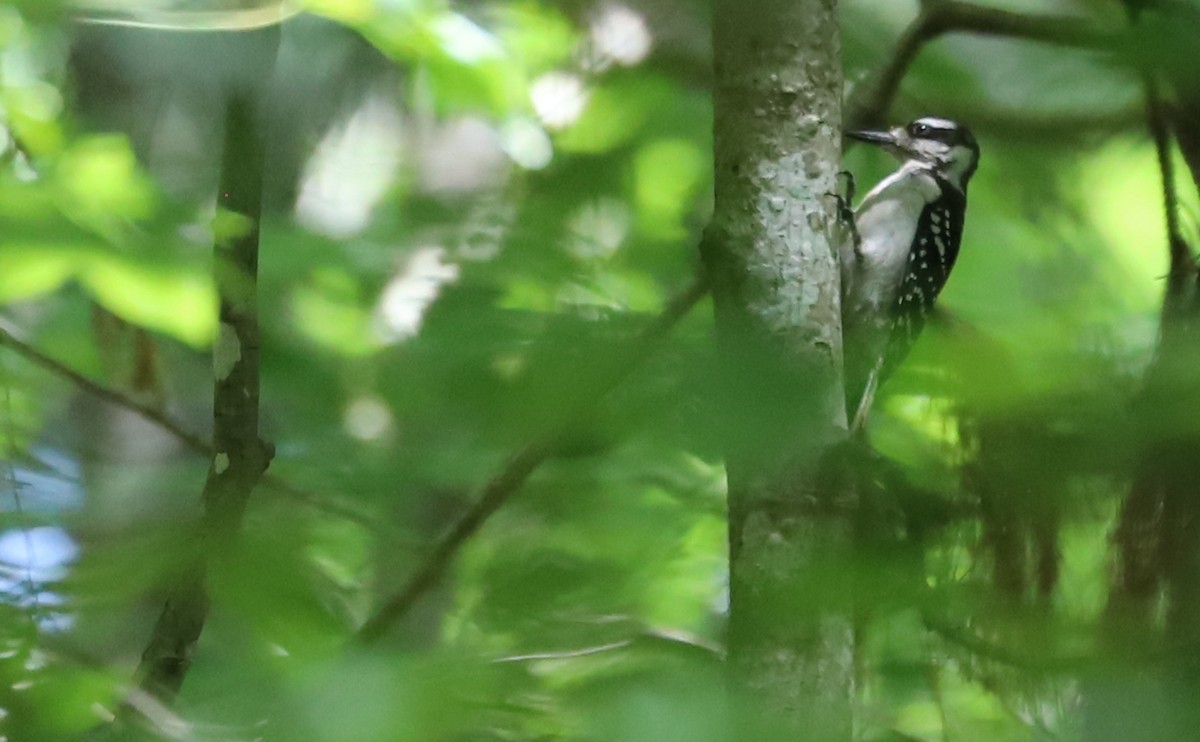 Hairy Woodpecker (Eastern) - ML620185755