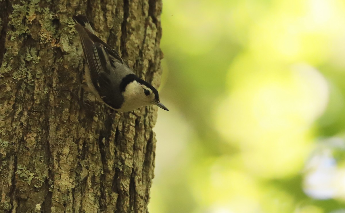 White-breasted Nuthatch (Eastern) - ML620185757