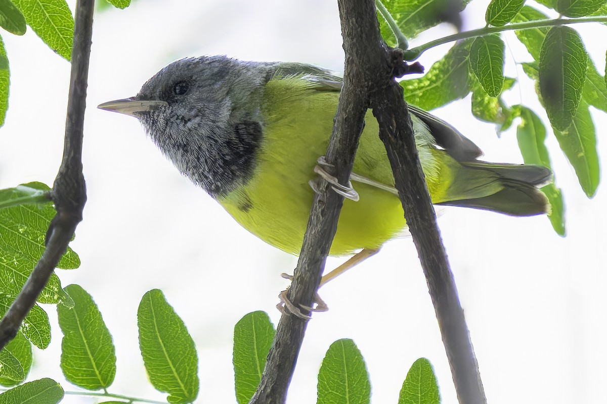 Mourning Warbler - ML620185761