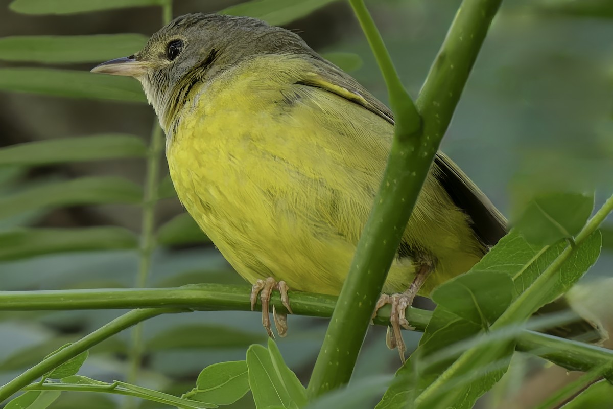 Graukopf-Waldsänger - ML620185774