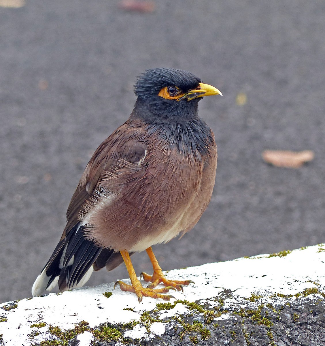 Common Myna - ML620185780