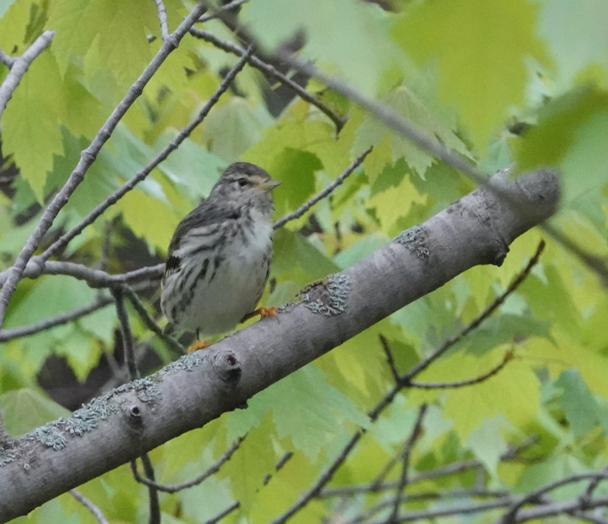 Blackpoll Warbler - ML620185782