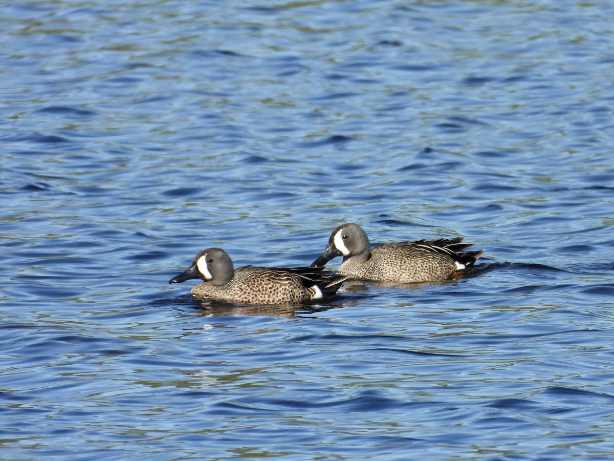 Blue-winged Teal - ML620185799