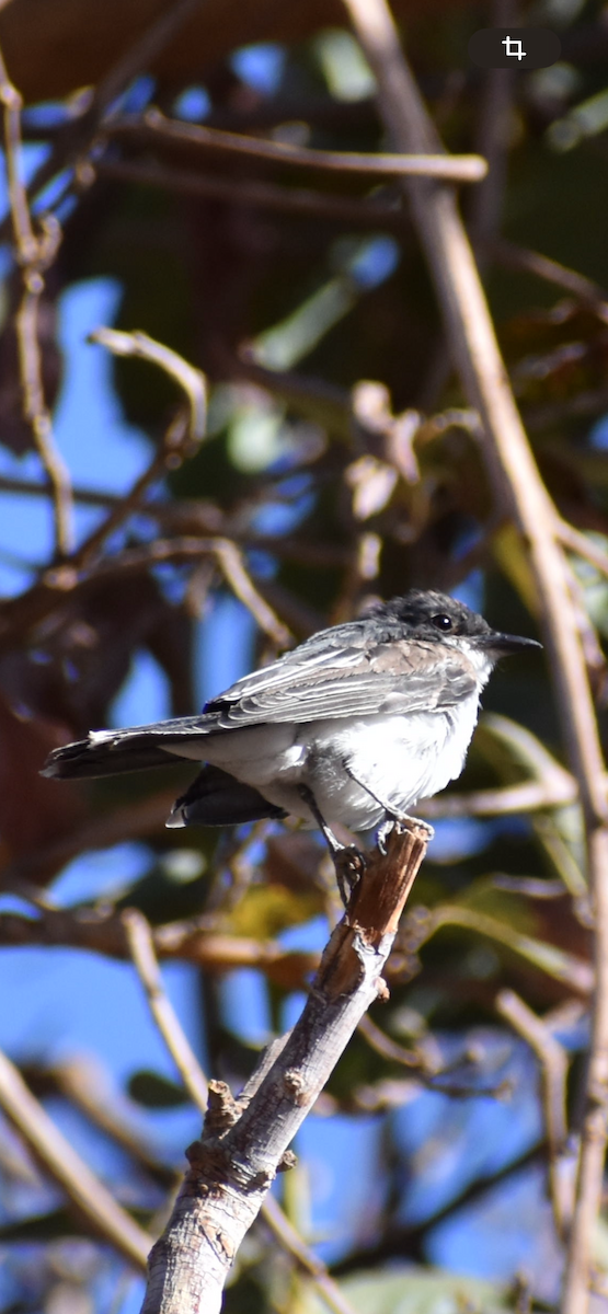 Eastern Kingbird - ML620185804